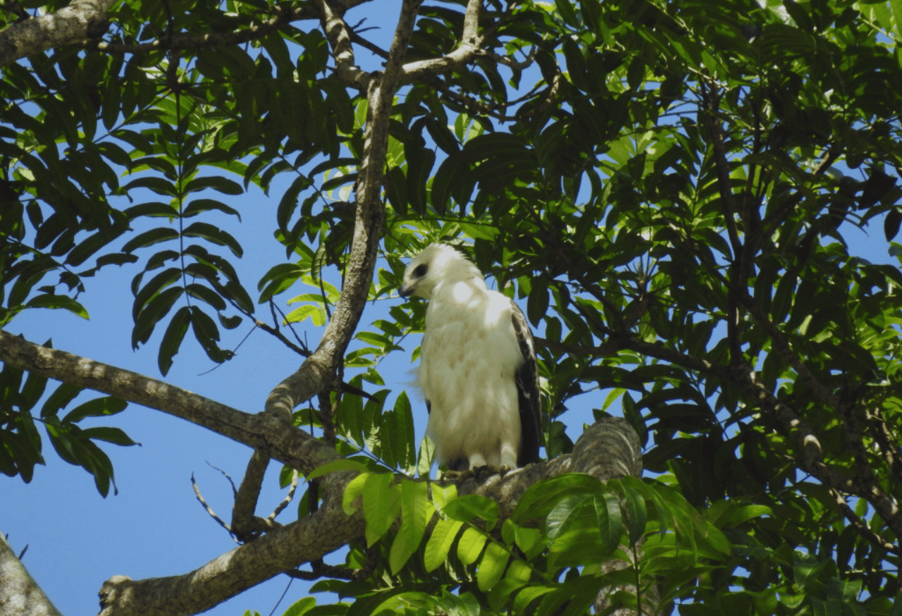 Elang Flores (Nisaetus floris)