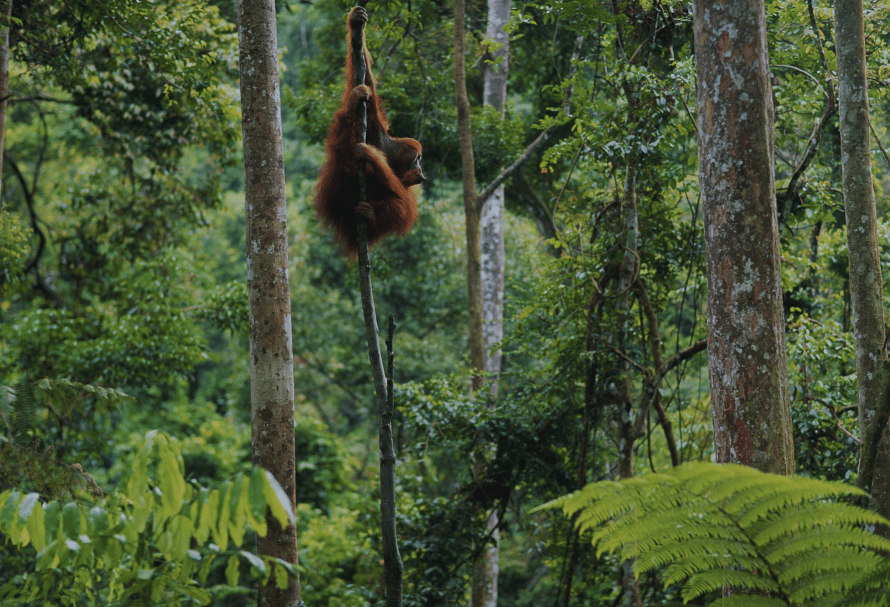Gunung Leuser