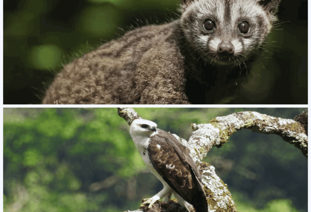 Keanekaragaman Flora dan Fauna di Kawasan Konservasi