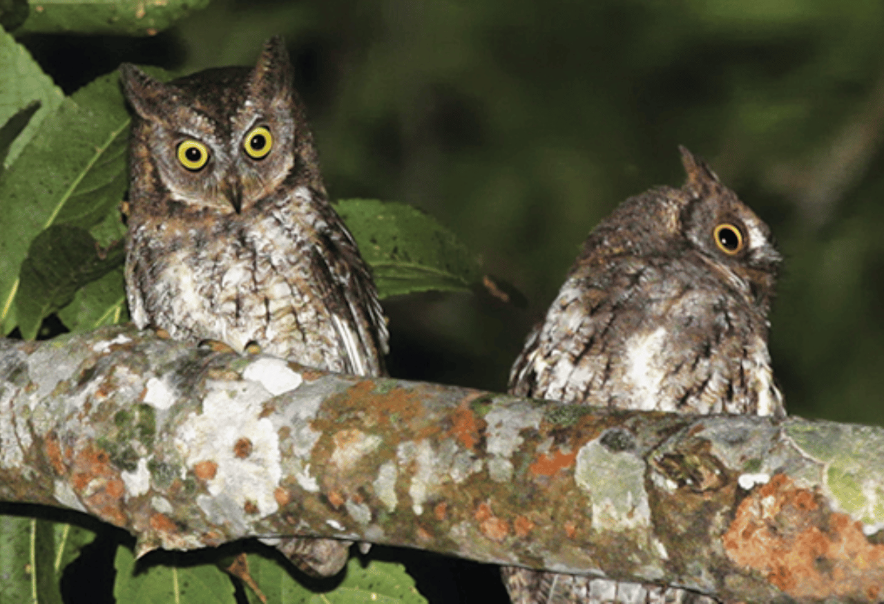 Pelestarian Rinjani Scops Owl Burung Hantu Langka di Hutan Rinjani