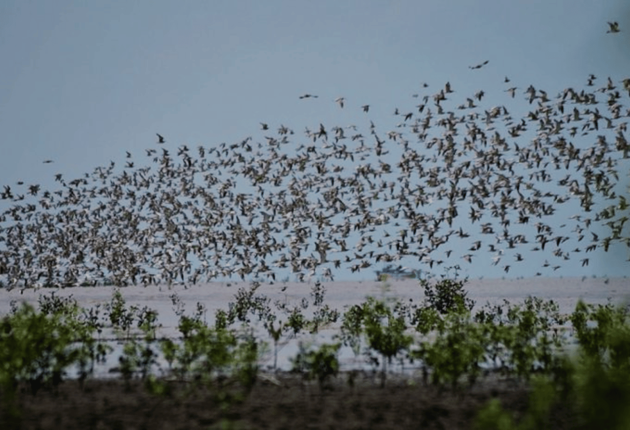 Taman Nasional Berbak Sembilang