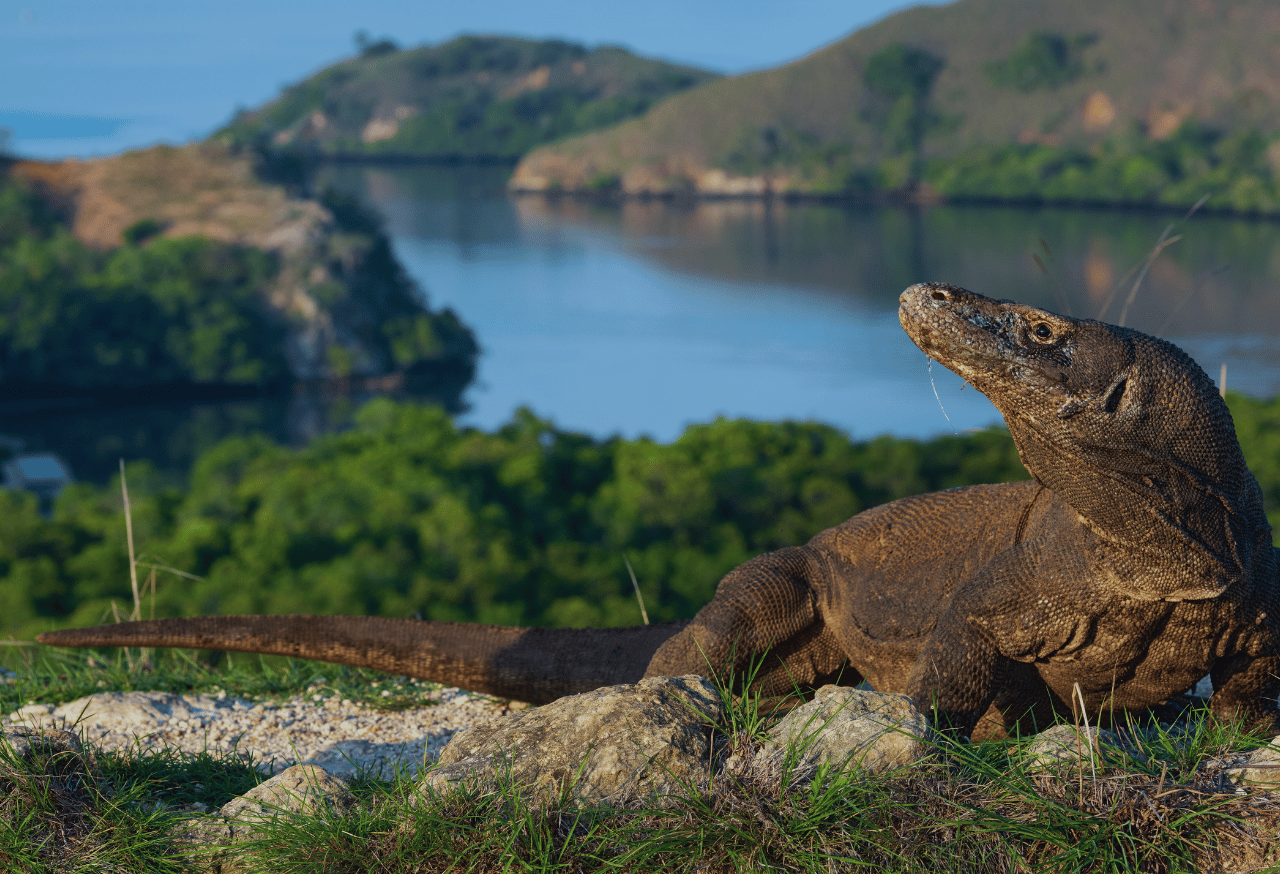 Taman Nasional Komodo
