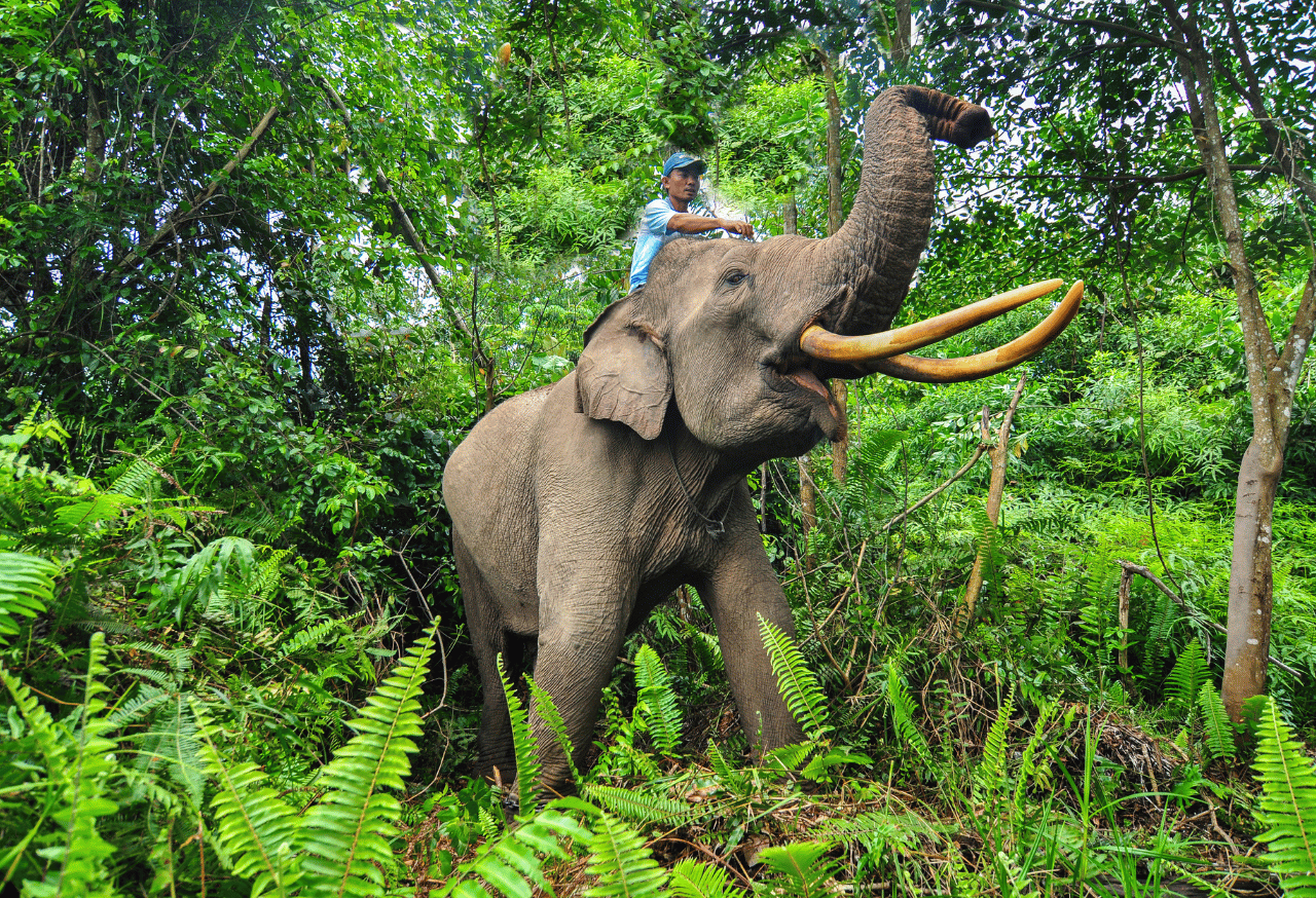 Taman Nasional Matalawa