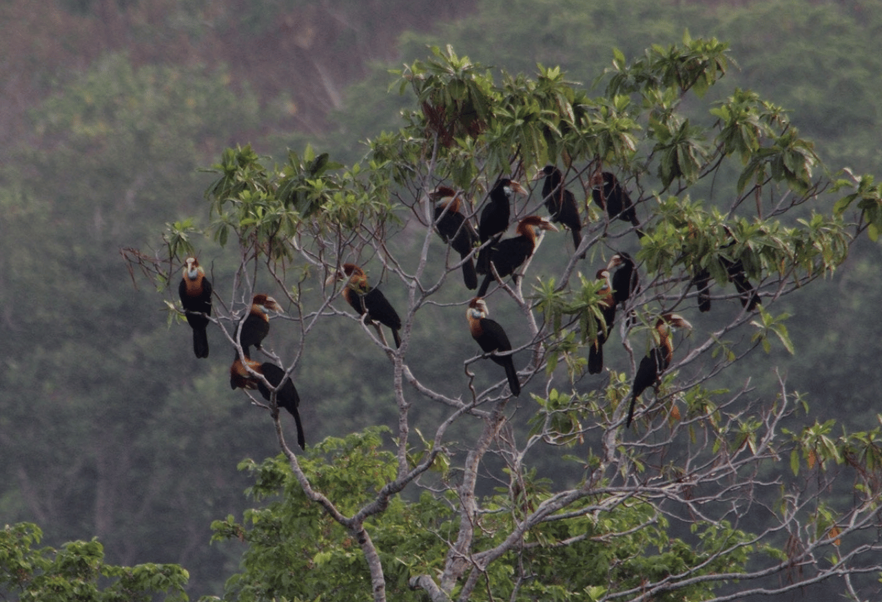 Taman Nasional Tesso Nilo