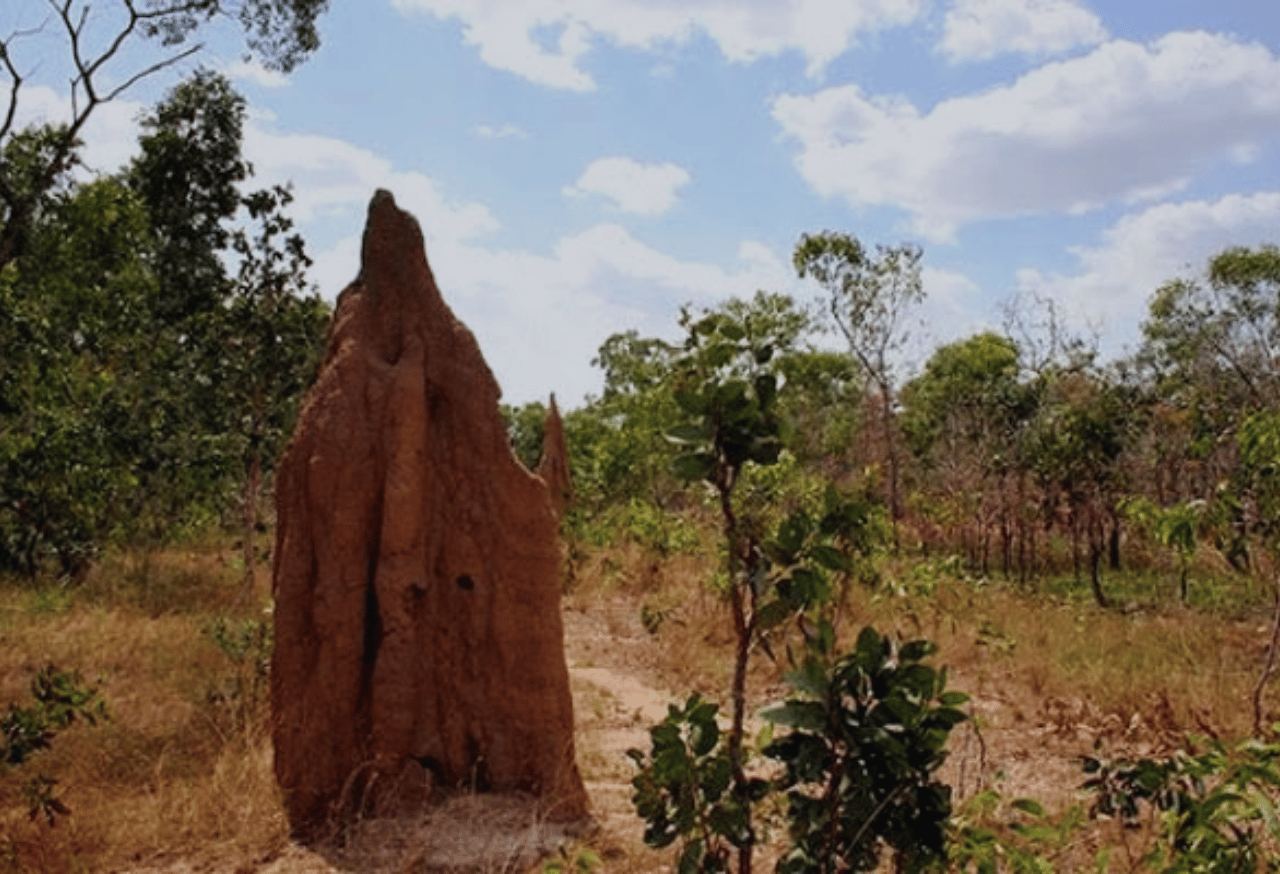 Taman Nasional Wasur